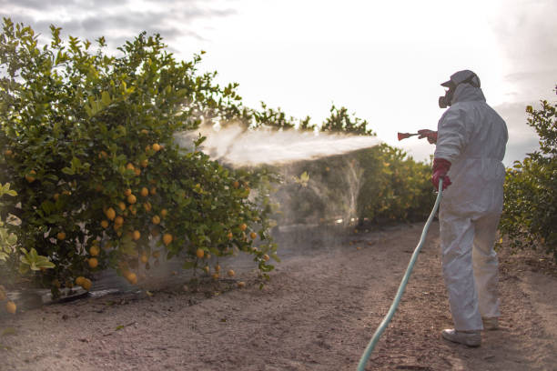 Best Wasp Removal Services  in Silt, CO