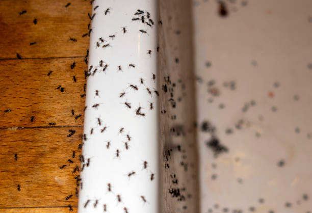 Best Flea Control Services  in Silt, CO