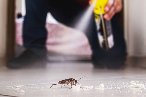 Best Termite Control Services  in Silt, CO