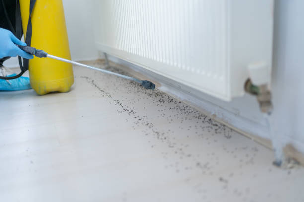 Professional Pest Control in Silt, CO